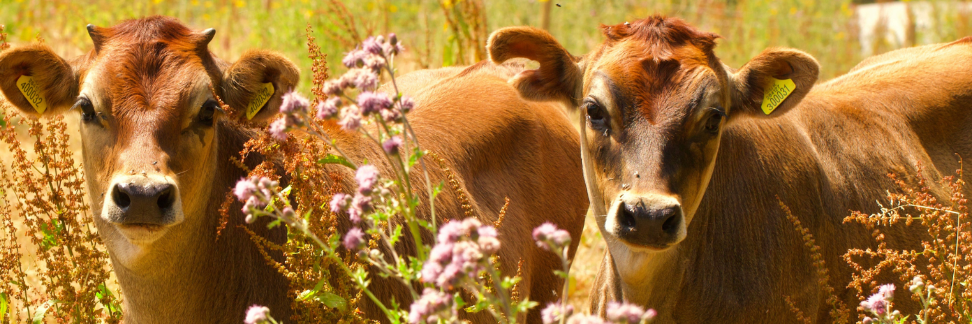 2 calves