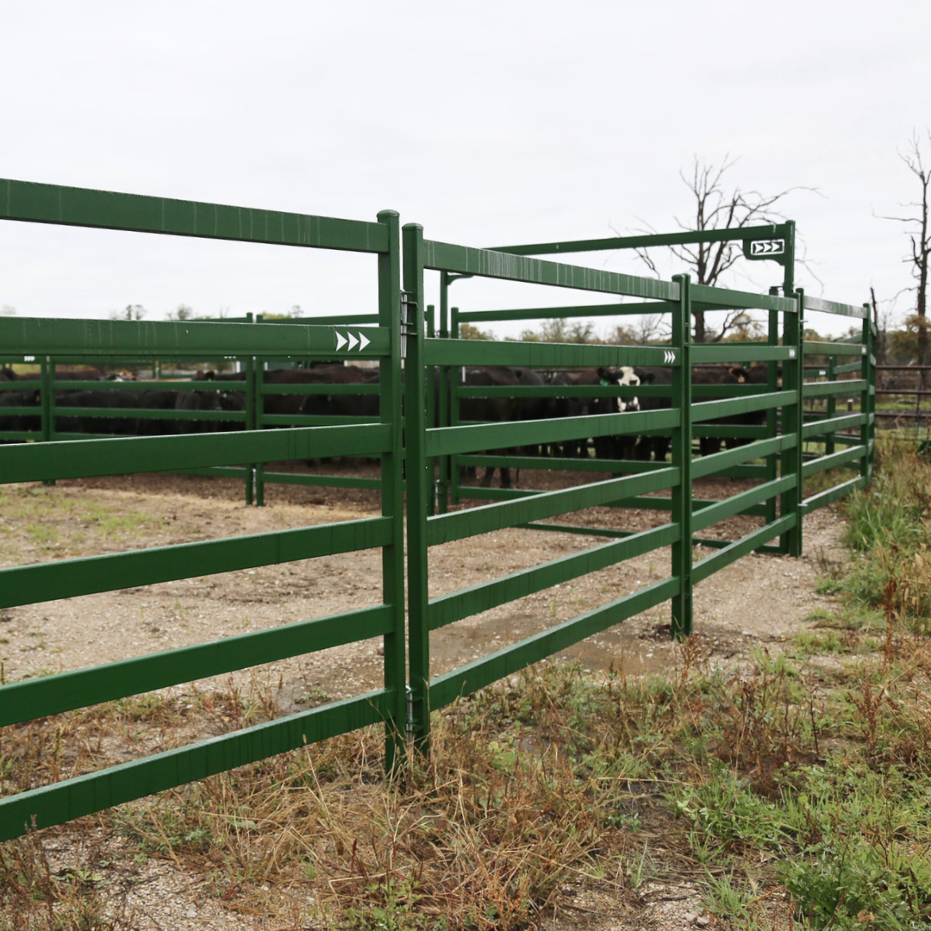 Cattle panels in a system with cattle