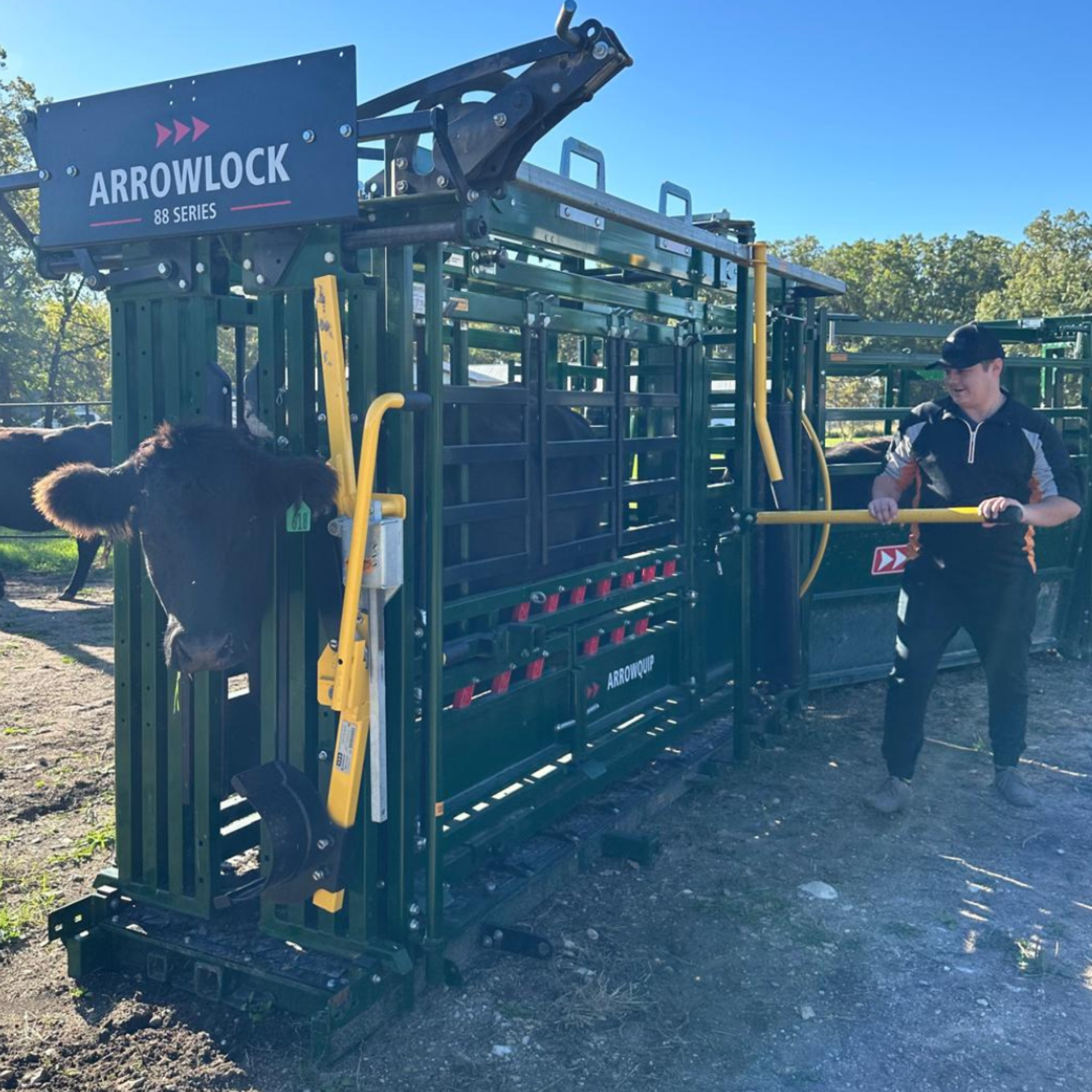 Someone operating the Arrowlock 88 with a cow
