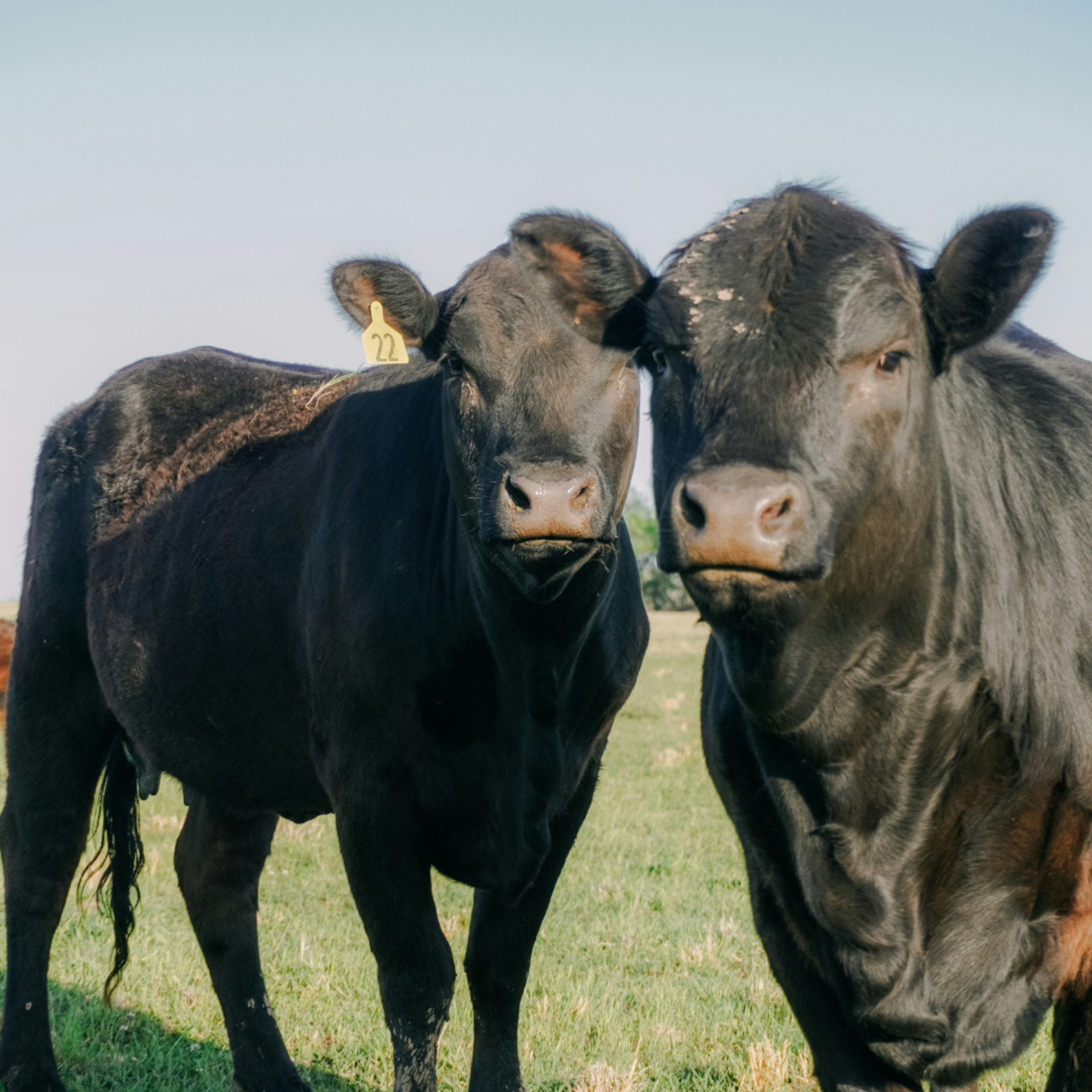 Cattle disease square