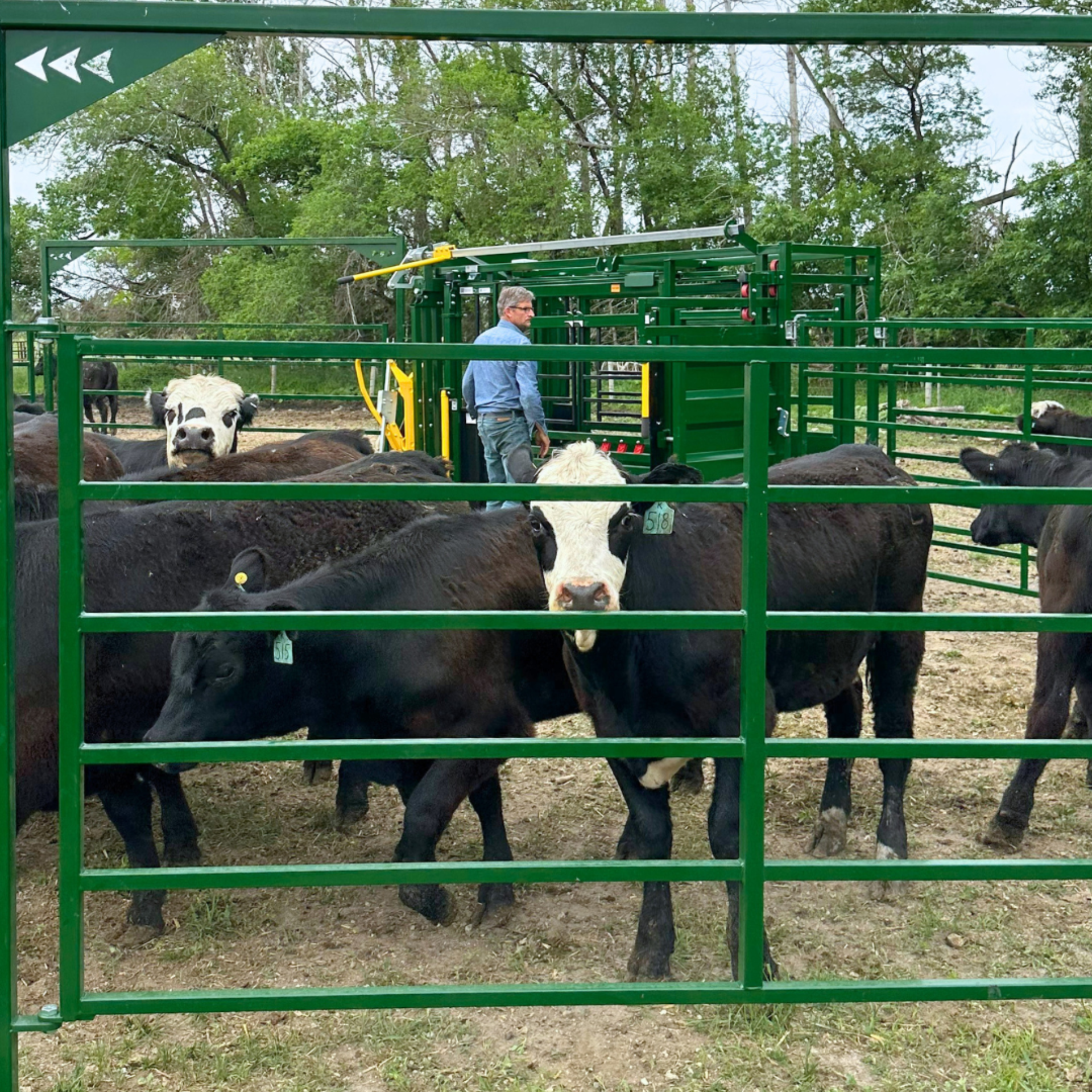 Cattle in a small corral system