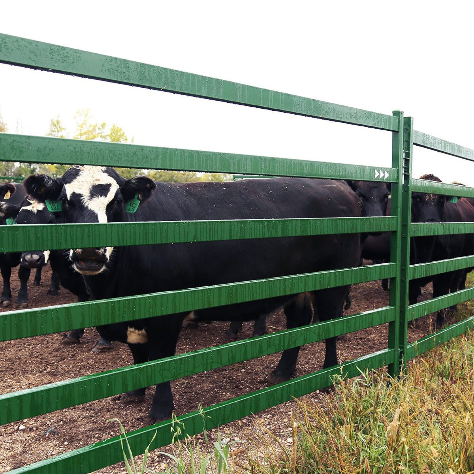 Cattle panels main thumbnail