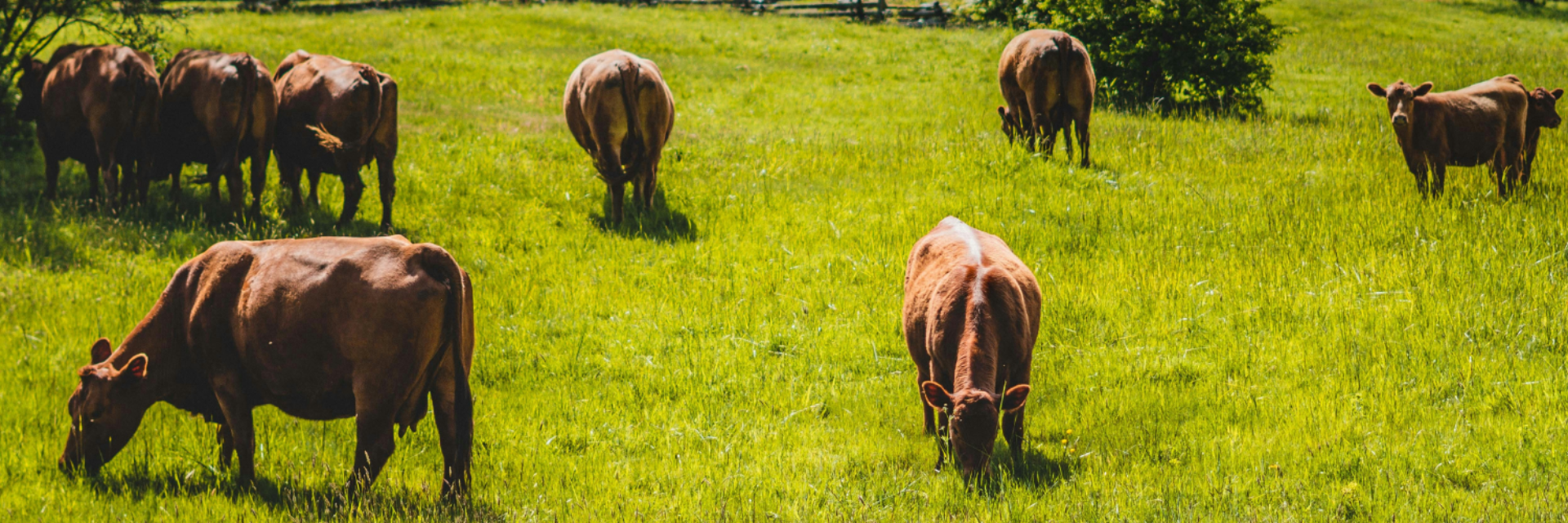 Cattle grazing