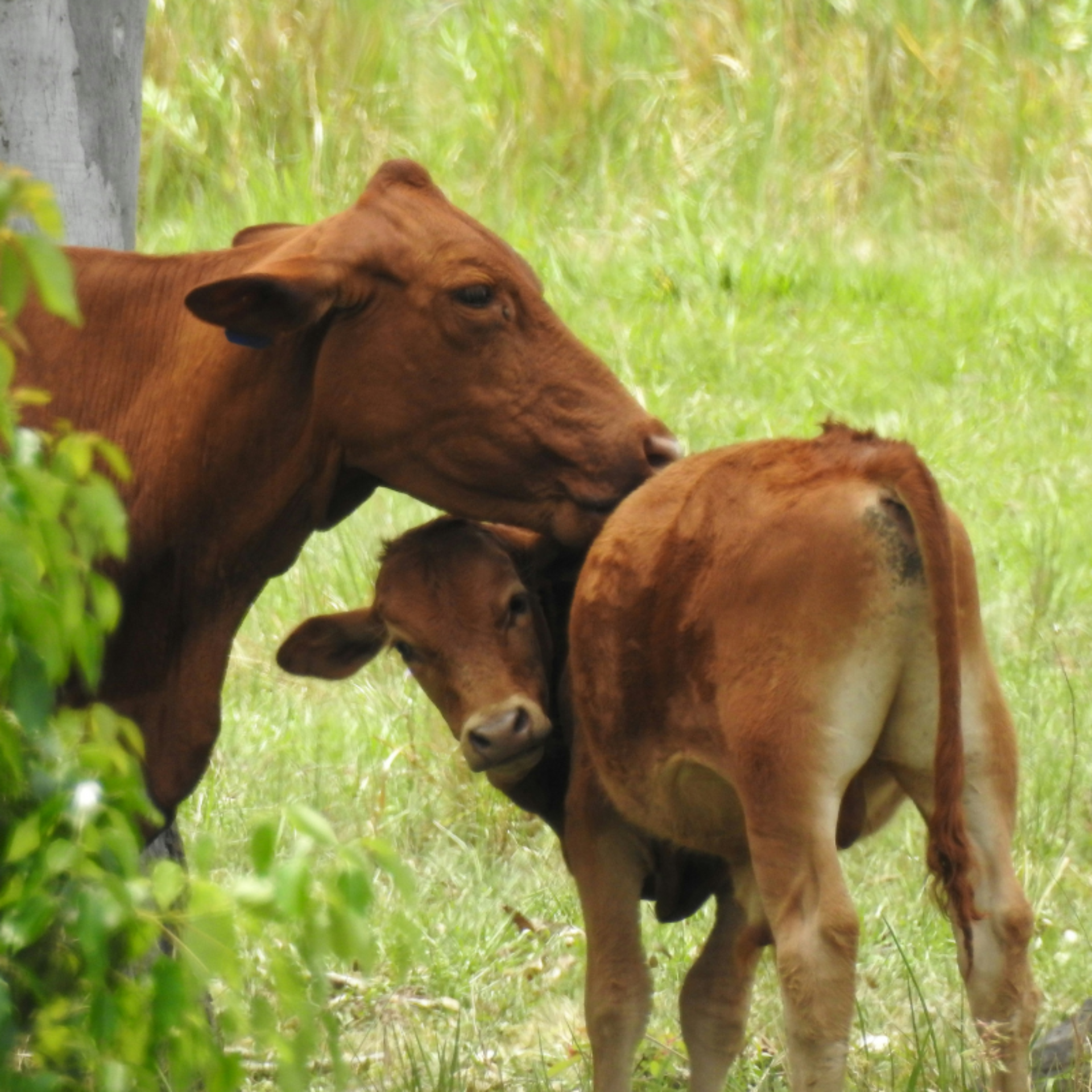 Cow maternal instinct 800 x 800 px
