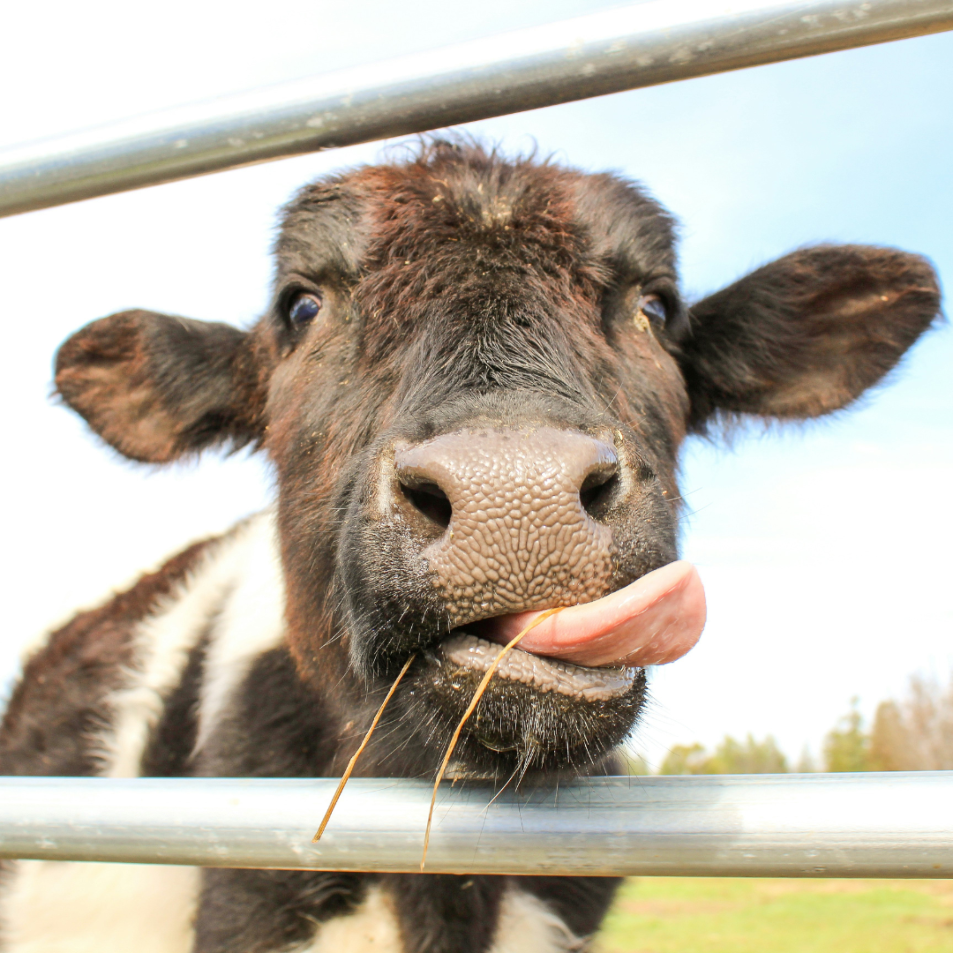 Cow sticking tongue out