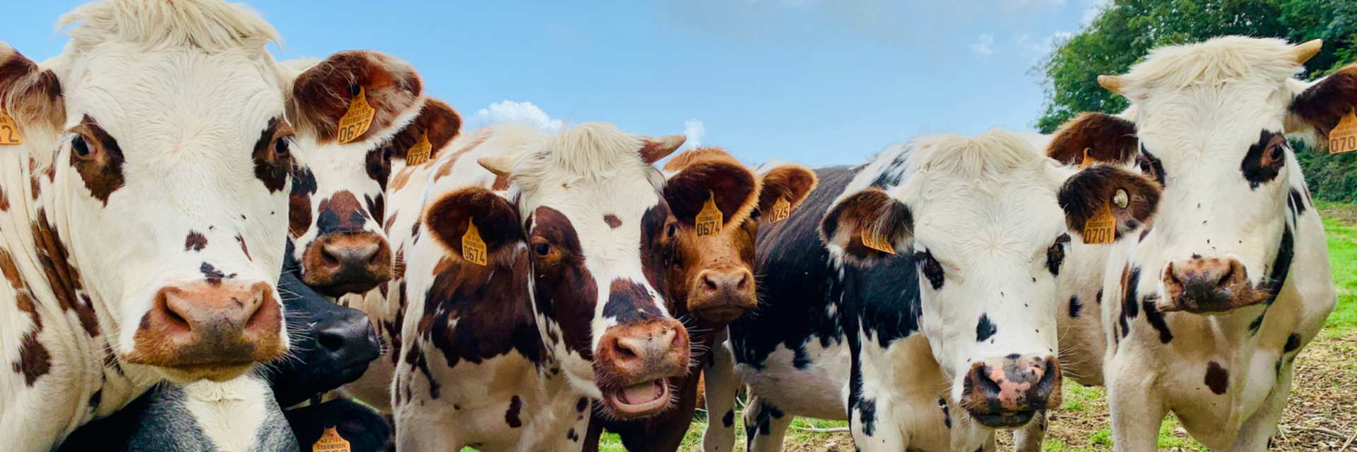 Cows emotion blog