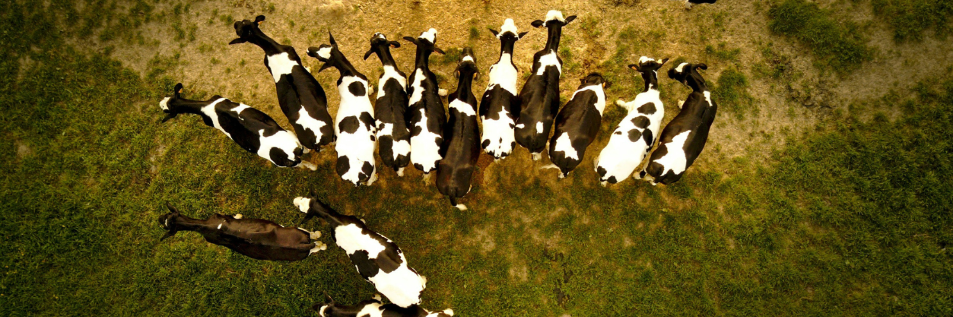 Cows spots blog