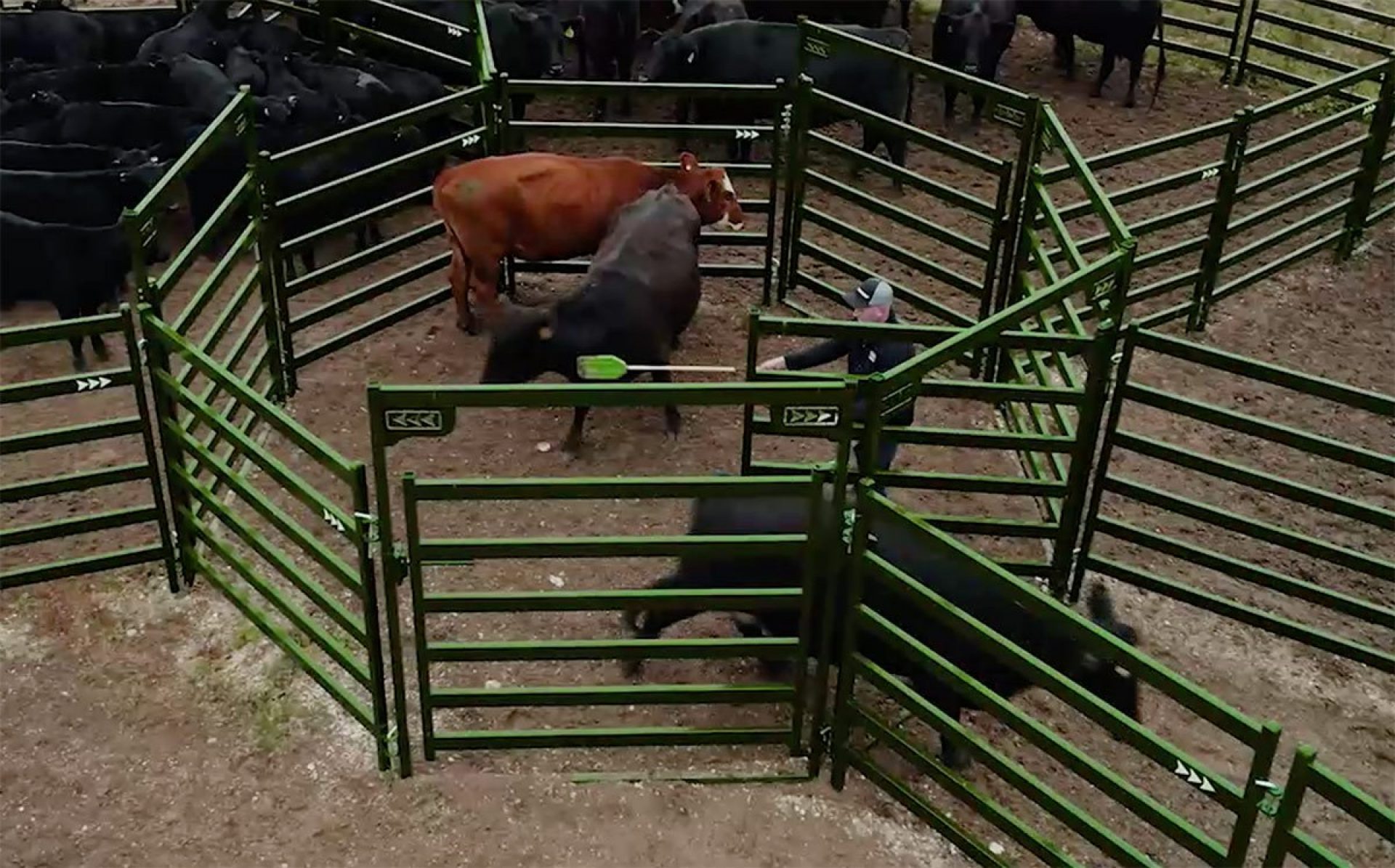 Cattle being sorted out of the draft pound into separate pens for processing