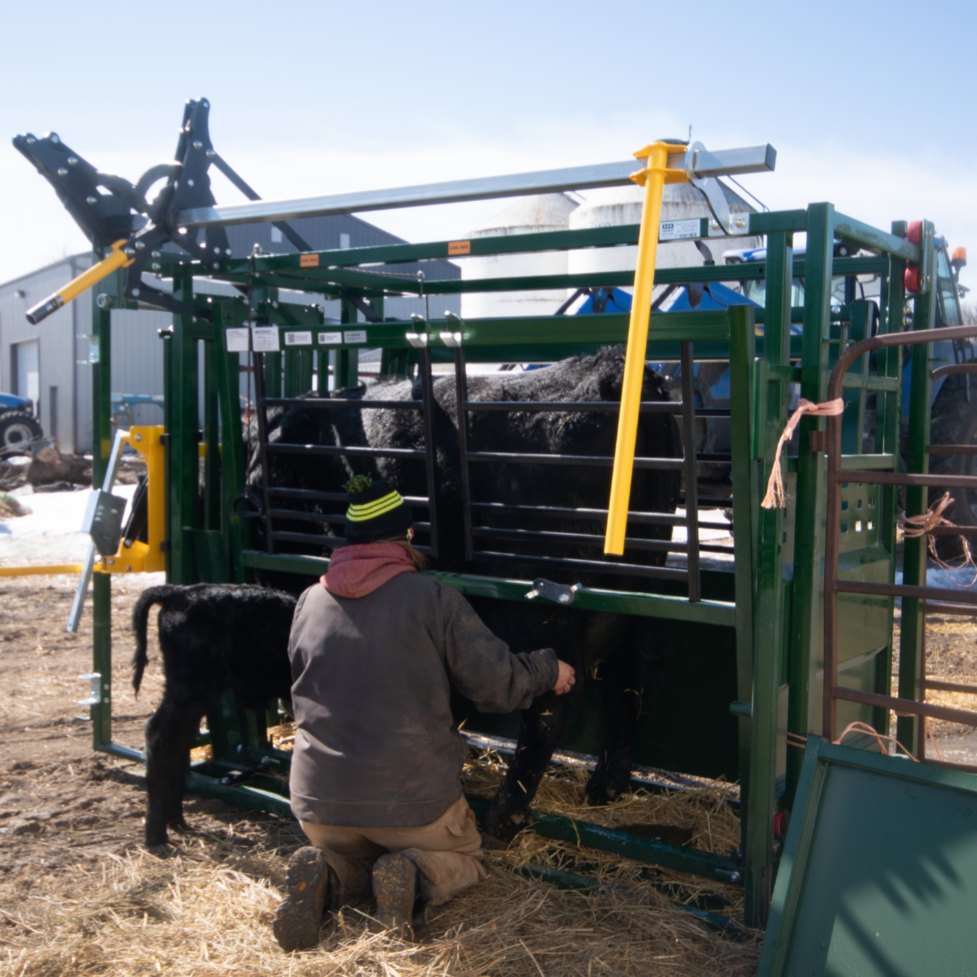 Easylock 33 cattle working chute nursing calf