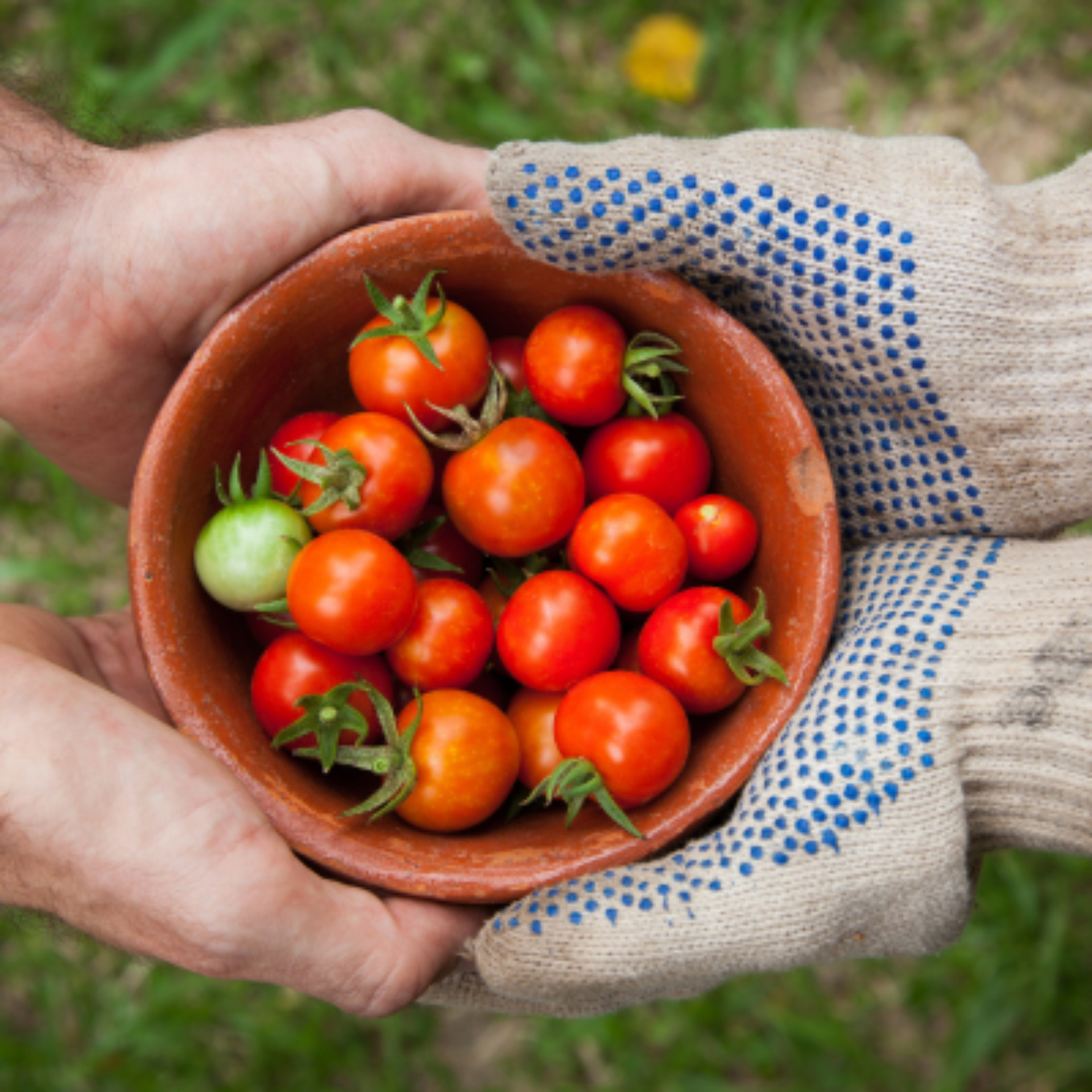 Bowl of tomatoes