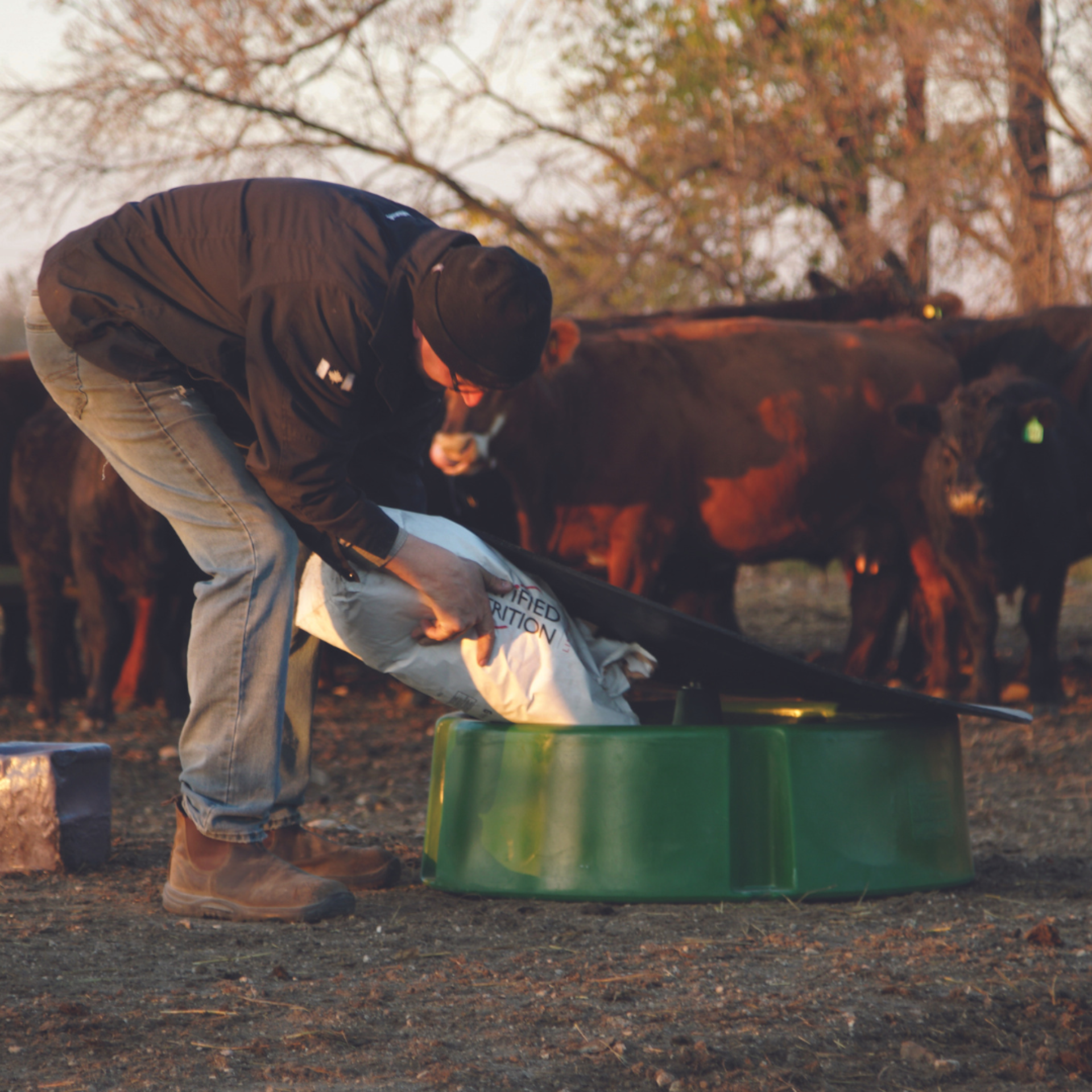 Feeding cattle in the guardian mineral feedeer