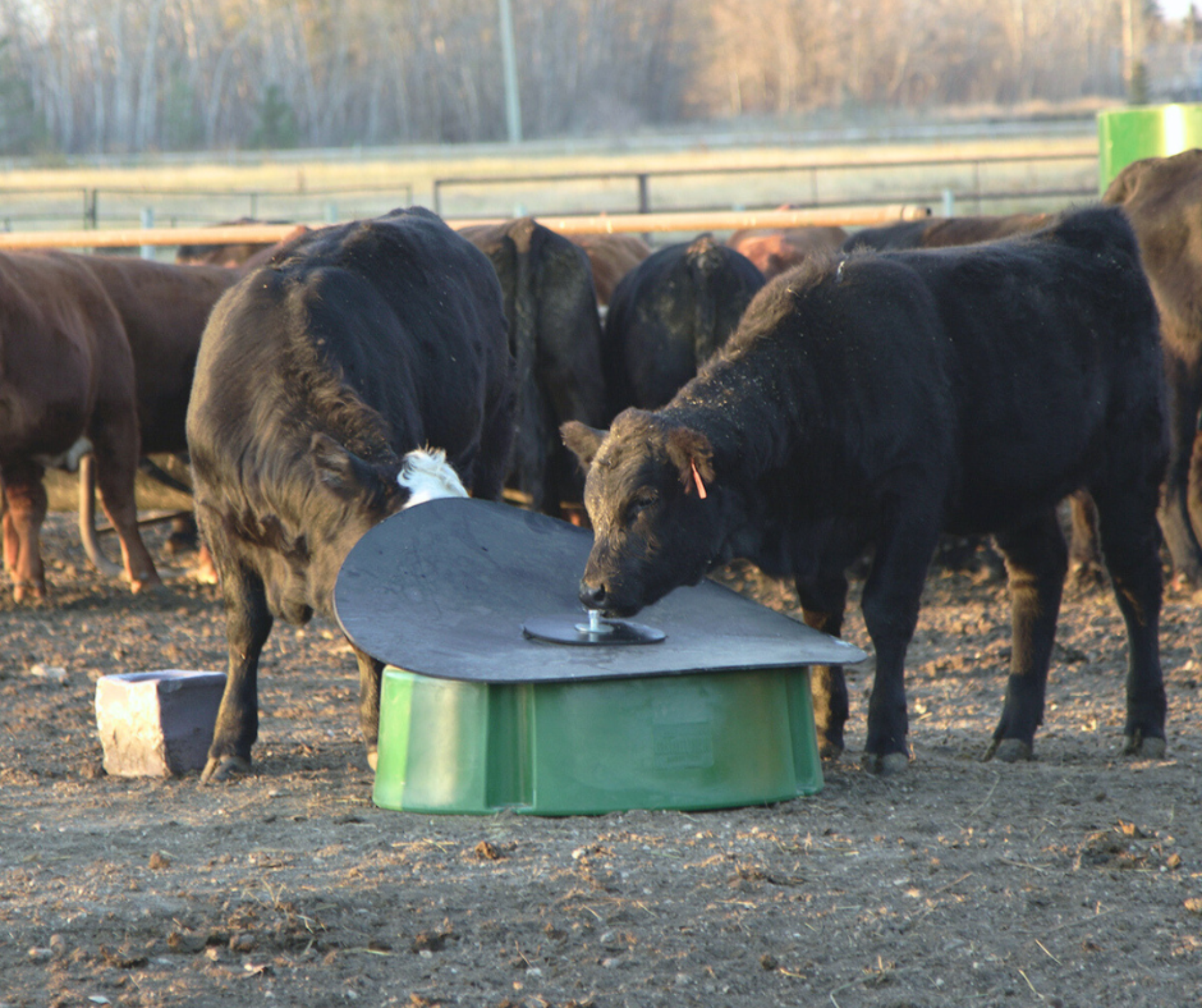Cattle eating from a no-waste mineral feeder