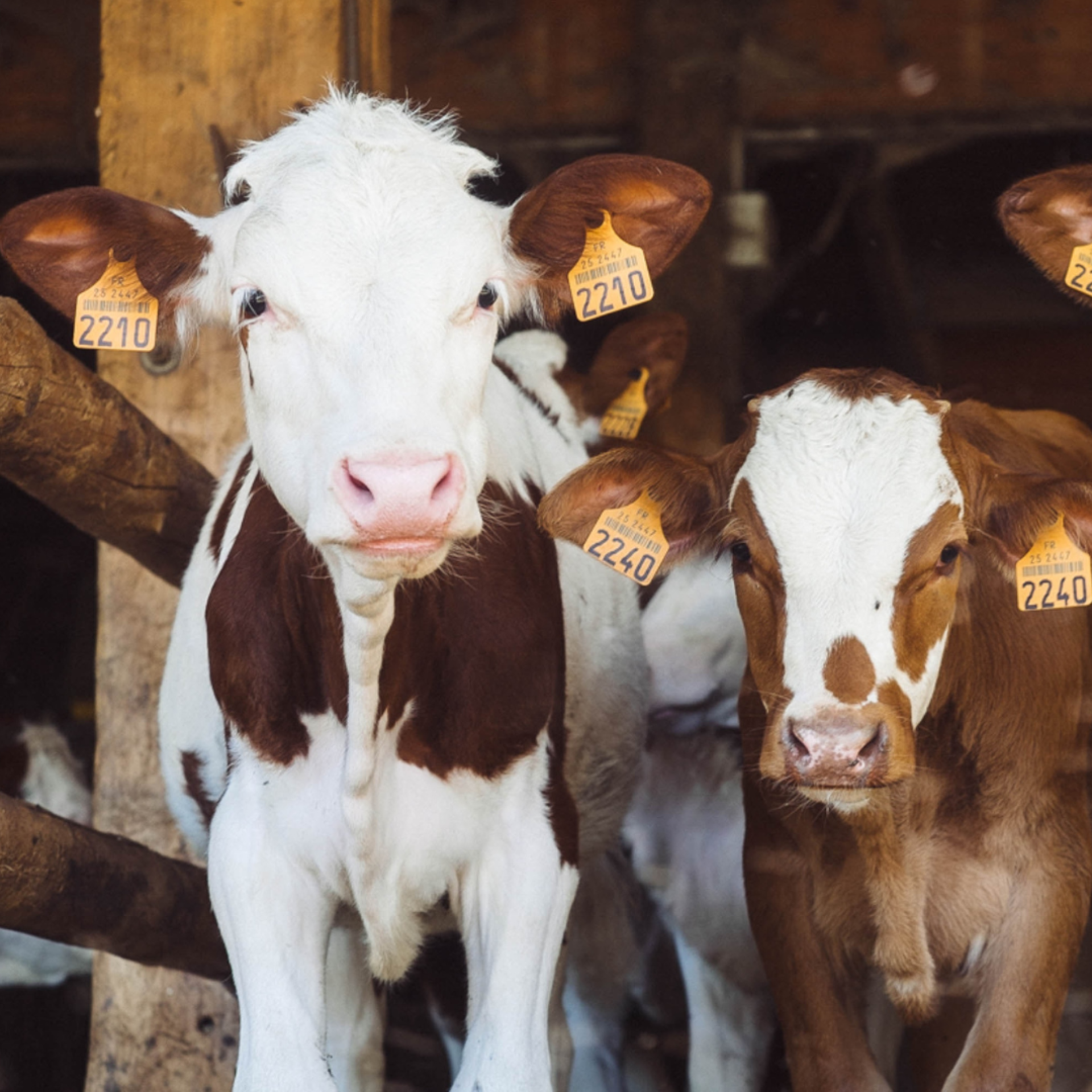 Spotted calves close up