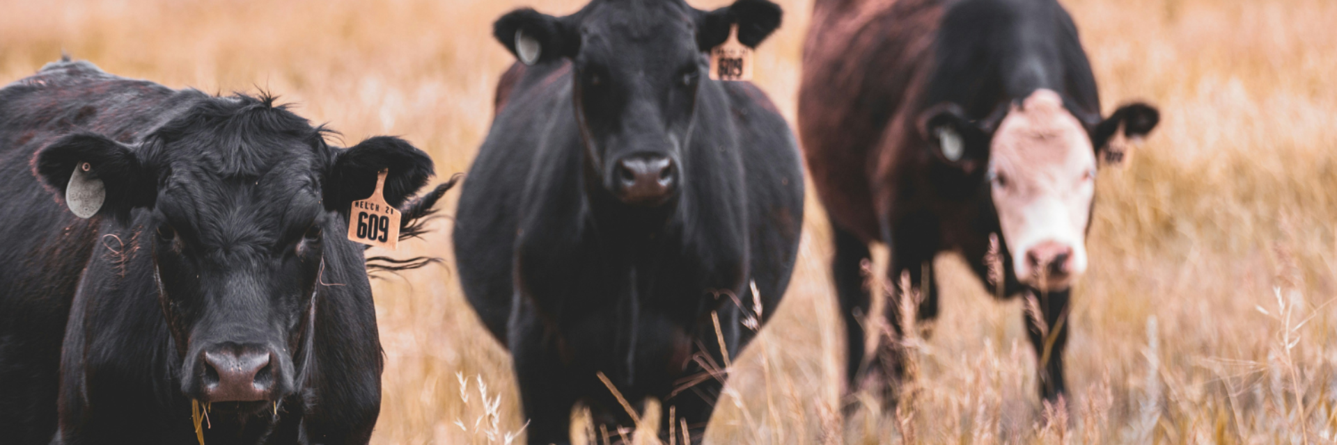 Three cows