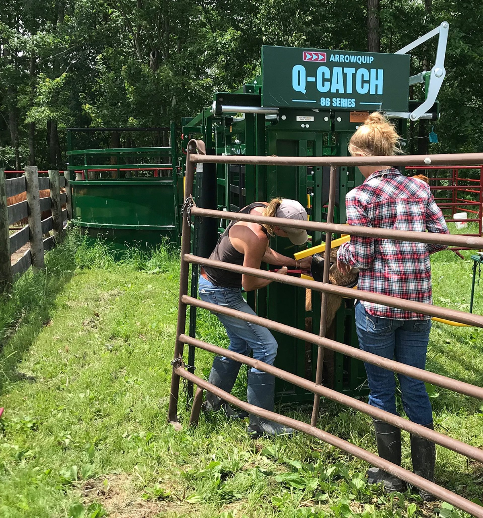 Pair of female cattle ranchers working cattle in a Q-Catch cattle chute