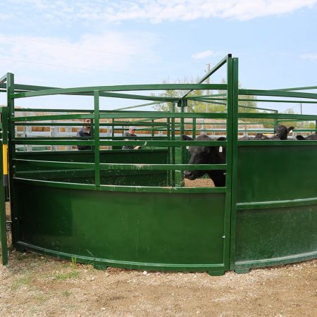 Arrowquip 3E Budflow cattle tub with cattle looking through railings