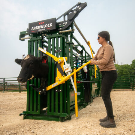 Arrowlock 55 Cattle Chute with cattle in head gate