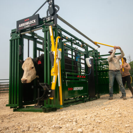 55 Cattle in Chute Head Gate open