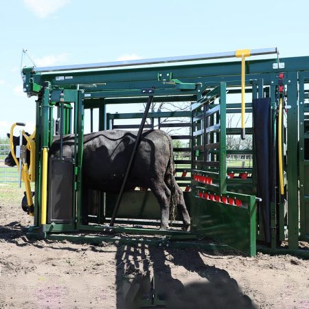 Calf Restrainer Bar used to hold cow in squeeze chute with both side access doors open