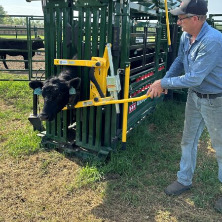 Heeler 87C Manual Portable Corral chute with cow