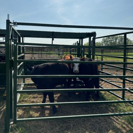 Heeler 87C Manual Portable Corral BudBox with cattle