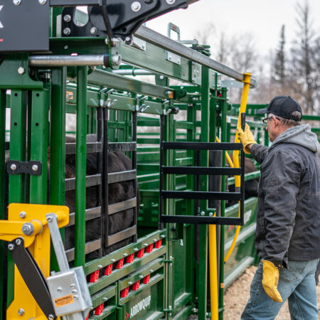Side Access Panels in use on Arrowlock 88 Series Cattle Chute