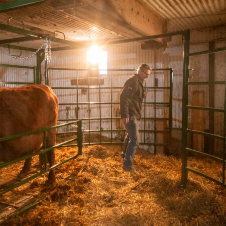 Cow in the calving pen with top swing gate open