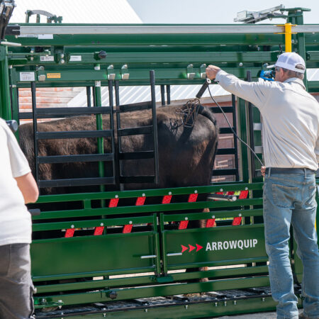 Branding in the Arrowlock 88 - Cattle Access