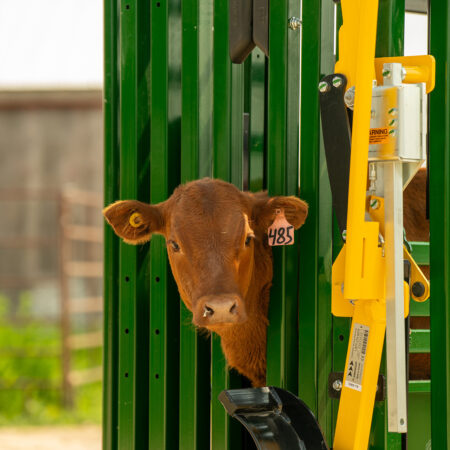 Calf In Arrowlock 88 Series Cattle Squeeze Chute