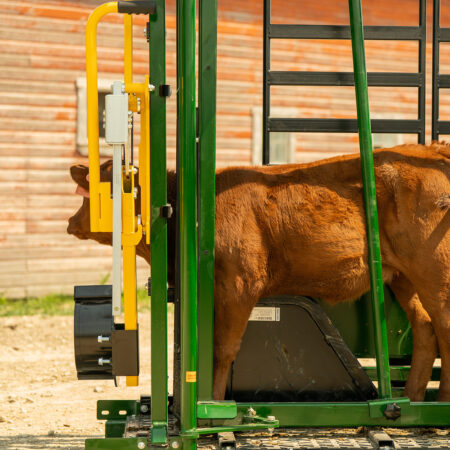 Arrowlock 88 calf restrainer bar access