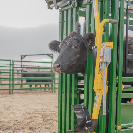 Cattle in the headgate
