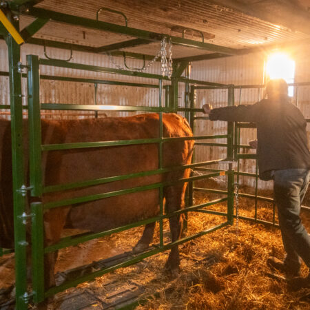 Securing cattle in the calving pen