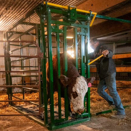 Cow caught in the calving pen