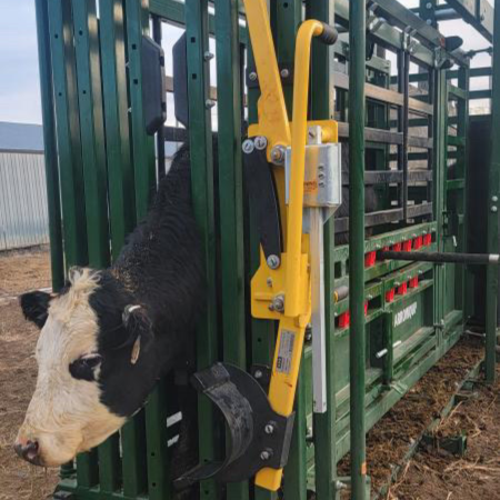 Head Holder with black cow on cattle chute