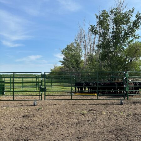 Heeler 87C Portable Corral with cattle