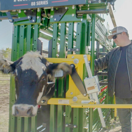Cattle in Head Holder on Arrowlock 88 Series Chute