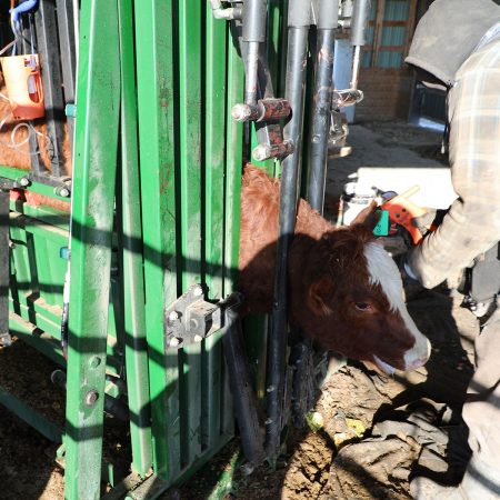 Placing an RFID Ear Tag using cattle neck extenders on The General Hydraulic Squeeze Chute