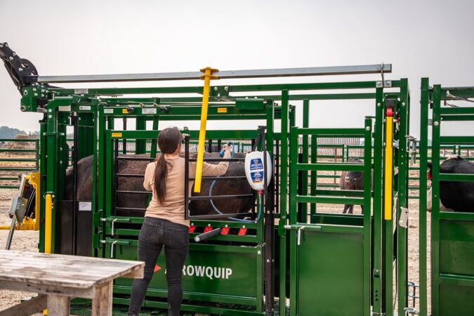 Arrowlock 55 pour on access working cattle