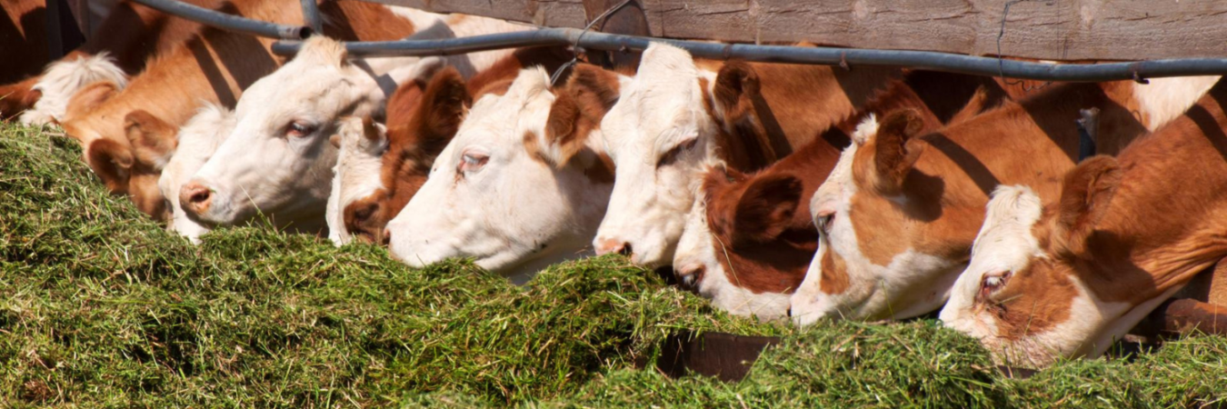 Herd of cows eating green feed