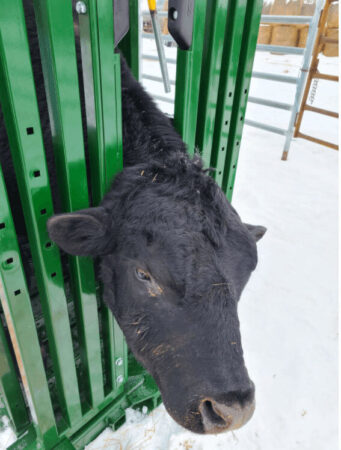 Bull using bull catcher in chute