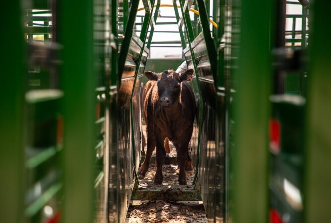 Calf in Easy Flow Elite Alley