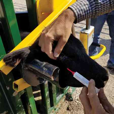 Calf Eyemeds Head Holder