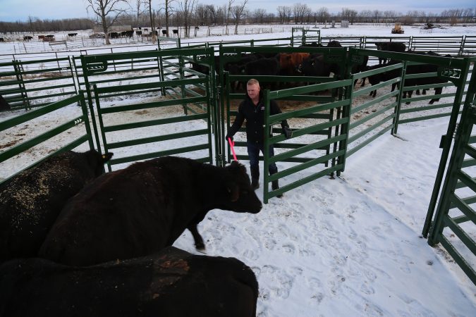 Cattle being sorted in Draft Pound made with bow gates