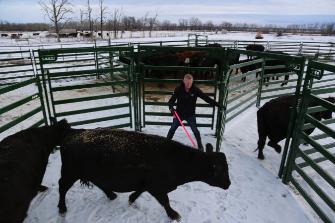 Black Cows being sorted with Arrow Cattle Gate