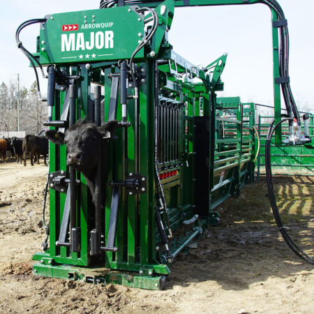 A cow secured in the head gate and hydraulic neck extenders on The Major Hydraulic Squeeze Chute