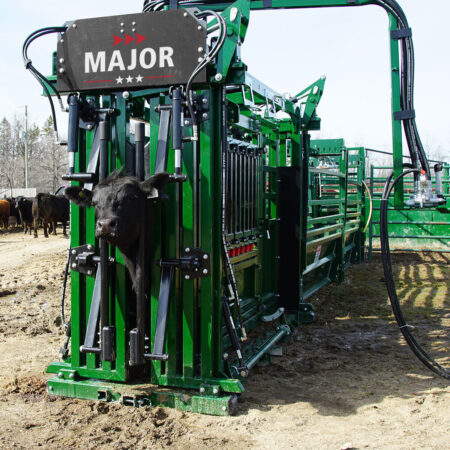 Cattle in The Major Hydraulic Chute