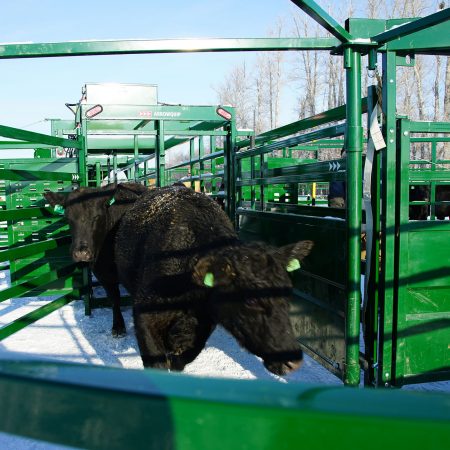 Cattle moving from heeler to budflow tub