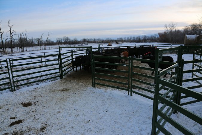 Corral Panels and Open Bow connecting cattle pens