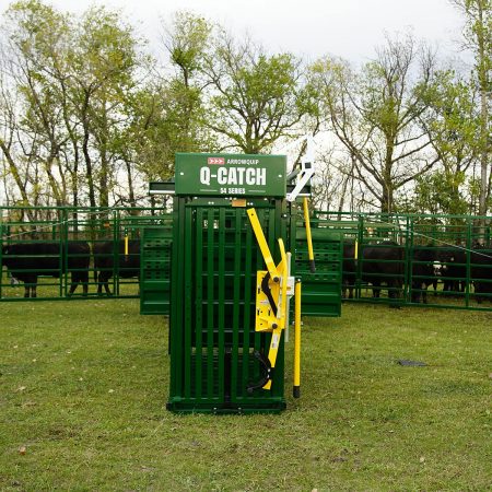 Q-Catch 54 Series cattle squeeze chute attached to the back of the portable corral with cattle waiting in the pens