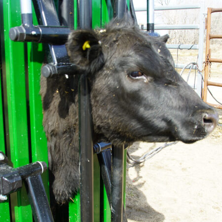 Hydraulic Neck Extenders being used on a black cow